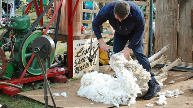 Sheep Shearing