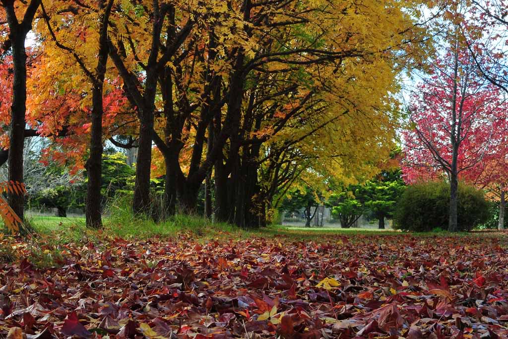 Armidale Tourist Park