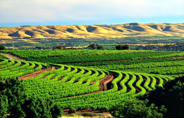McLaren Vale, South Australia