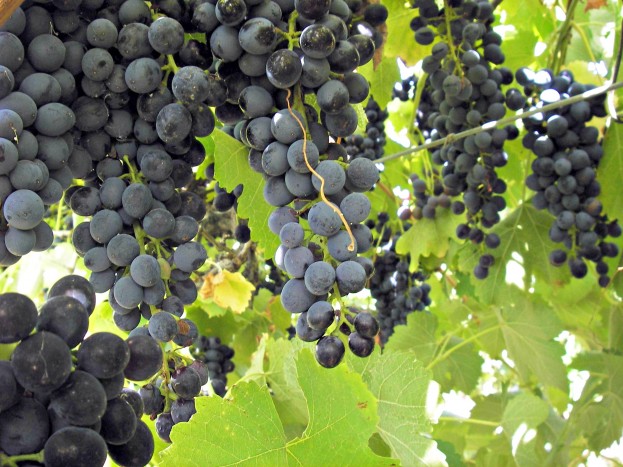 Riverina, New South Wales