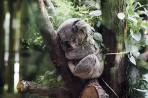 mornington peninsula koala