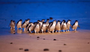 Phillip Island fairy penguins